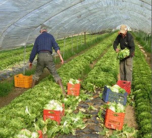 agricoltura_sociale_toscana width=300