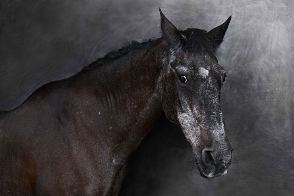 cavallo